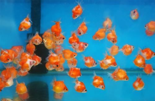 goldfish eggs fertilized. Breeding goldfish can be a